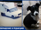 В Крымске отлавливают собак и сажают в фургон