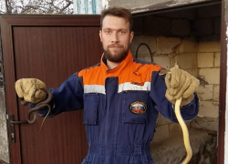 В Крымском районе в подвале  жилого дома спасатели выловили пять змей