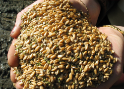 В Крымском, Абинском, Темрюкском  и Красноармейском районах выявили  11 тысяч тонн зараженного зерна