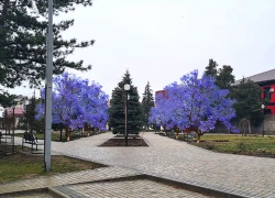 В Крымске на ул.Ленина  на месте спиленных деревьев высадят павловнии