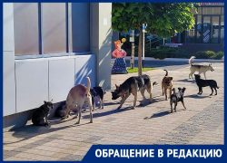 Стаи собак в центральном парке Крымска