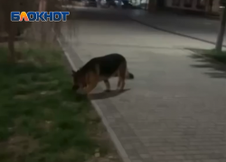 В Крымске в парке огромная овчарка загрызла насмерть маленькую домашнюю собаку