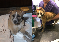 В Абинске неравнодушные люди спасли собаку, отравленную ядом